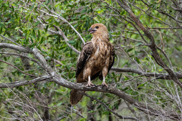 Bird of prey staredown
