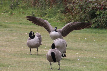 geese in flight