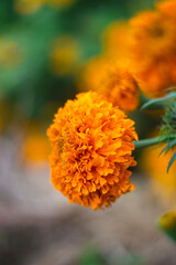Flor de Cempasúchil color naranja, flor del dia de muertos en méxico, flor de altar