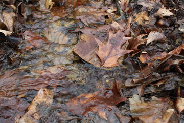 autumn leaves background
