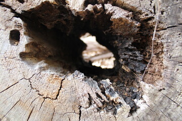 old wood texture