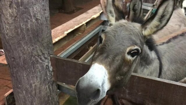portrait of a donkey