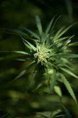 Naklejka na ściany i meble Cannabis Garden growing bud.