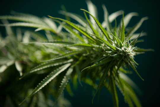 Cannabis Garden growing bud.