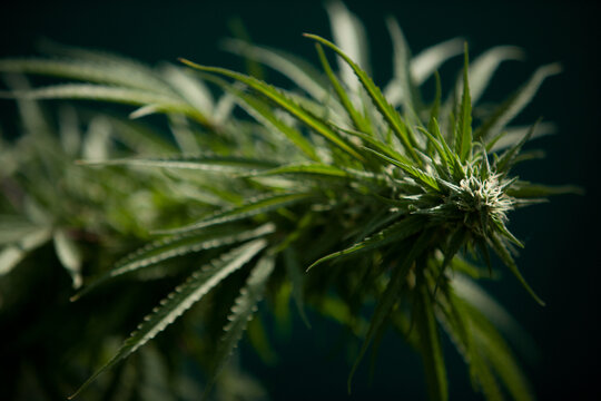 Cannabis Garden growing bud.