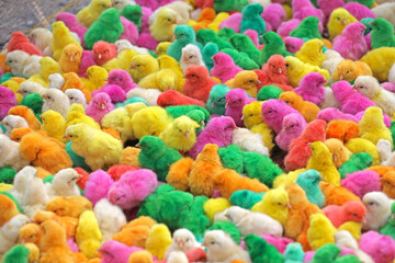 Fototapeta na wymiar Colorful baby chickens for sale in a traditional market.