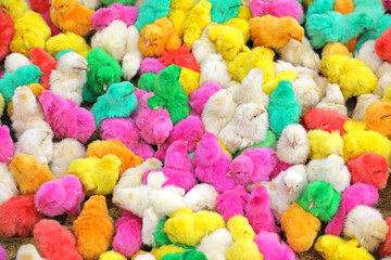 Fototapeta na wymiar Colorful baby chickens for sale in a traditional market. 