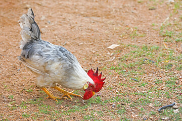 Portrait of Rooster chicken searching food

