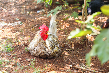 Portrait of Rooster in countryside farm
