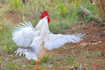 Portrait of white Rooster in countryside farm
