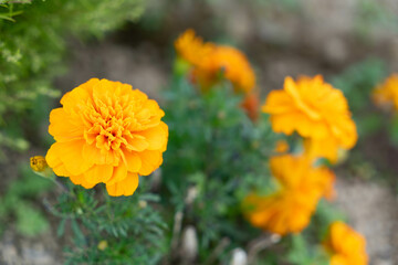 オレンジ色のマリーゴールドの花