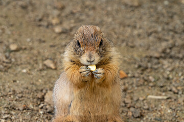 The prairie dog has taken a corn grain with its front paws with large claws and is eating it.