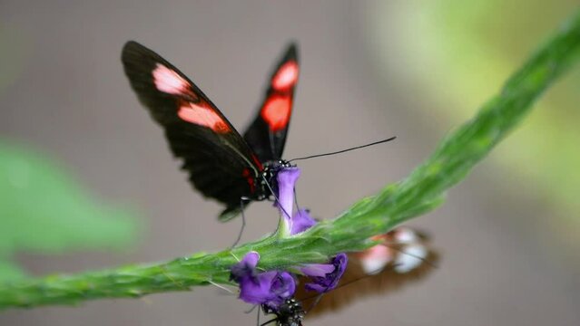 LITTLE BUTTERFLY HUGGING A PURPLE FLOWER WHILE DRINKING ITS NECTAR