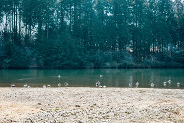 田貫湖で水浴びをする鳥の群れ