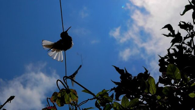 SILHOUETTE OF A HUMMINGBIRD IN COURTSHIP POSITION - BLUE SKY BACKGROUND
