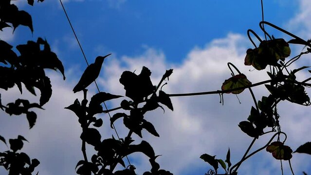 SILHOUETTE OF A HUMMINGBIRD PERCHED BACKLIGHTED BY THE BLUE SKY