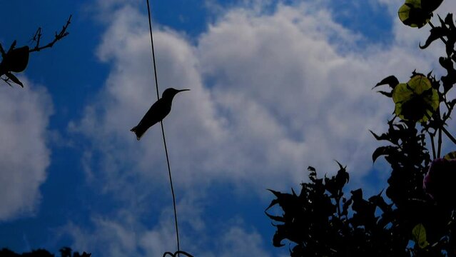 SILHOUETTE OF A GREEN HUMMINGBIRD BACKLIT WITH THE BLUE SKY
