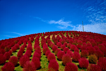 真っ赤な秋のコキア