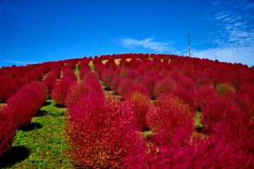 真っ赤な秋のコキア