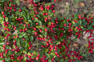 Rote Beeren im Herbst an einem Zweig