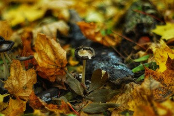 Forest nature, beautiful mashroom growing surrounded yellow fallen leaves on the ground