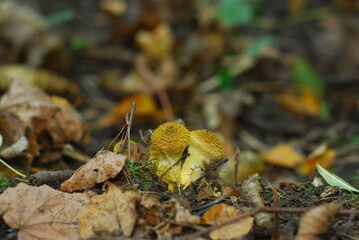 autumn leaves on the ground