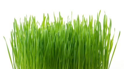 .Green wheat grass isolated on white background