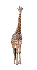Rolgordijnen giraffe isolated © anankkml