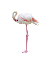 greater flamingo isolated