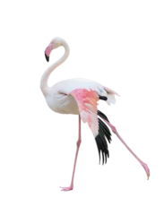 Fototapeten greater flamingo isolated © anankkml
