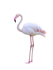 Foto op Canvas grotere flamingo geïsoleerd © anankkml