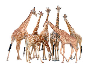 group of giraffe isolated