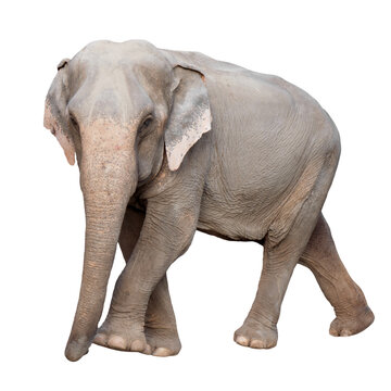 asia elephant