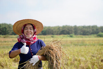 Happy Asian woman farmer wears hat, holds harvested rice at paddy field. Concept : Agriculture occupation. Organic farming.  National farmer.   