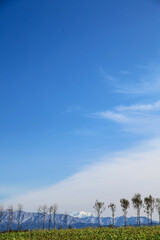 青空のもと雪山を眺める新潟の稲架木の並木