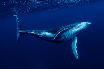 Swimming with Humpback Whales in Tonga.  - obrazy, fototapety, plakaty
