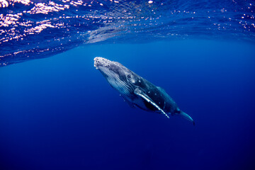 Swimming with Humpback Whales in Tonga. 