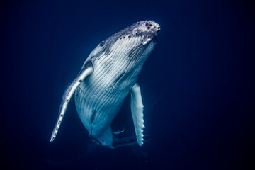 Swimming with Humpback Whales in Tonga. 