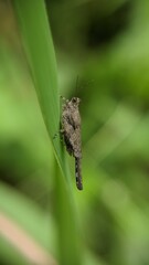 spider on a leaf