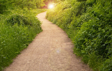 A trail in a spring forest with sunlight and shadows. Green trees and grass along the path in the nature park. Summer sunny forest landscape with bright greenery, soft focus