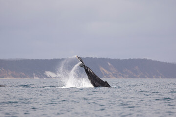 Fototapeta premium Humpback Whales on the surface of the water on the Fraser Coast on the whale migration.
