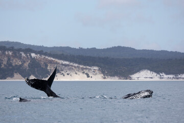 Fototapeta premium Humpback Whales on the surface of the water on the Fraser Coast on the whale migration.