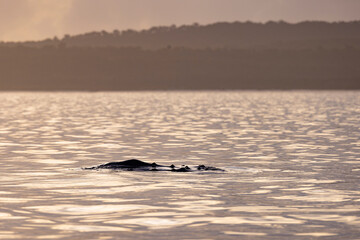 Fototapeta premium Humpback Whales on the surface of the water on the Fraser Coast on the whale migration.