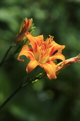 Yabukanzou (Hemerocallis fulva var. kwanso)