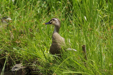 Karugamo, Spot-billed duck (Anas zonorhyncha), bird species classified in the Avifauna and Anatidae (ducks, geese, ducklings).