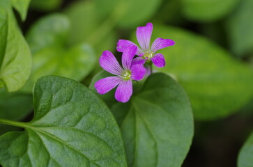 Murasakikatabami (Oxalis debilis Kunth subsp. Corymbosa) , family of plants belonging to the genera...