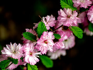 branch of Cherry blossoms blooms in the city garden