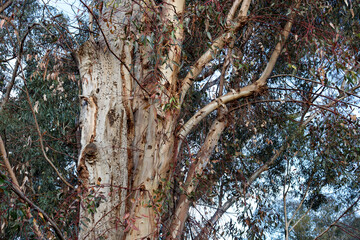trunk of a eucalyptus tree