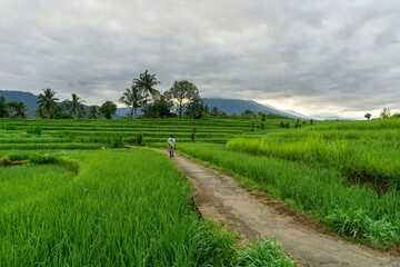Fototapeta na wymiar morning view in the green rice fields under the mountain