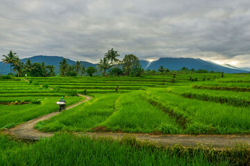 Fototapeta na wymiar morning view in the green rice fields under the mountain